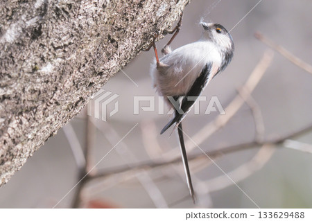 Long-tailed tit collecting nesting material Long-tailed tit collecting nesting material 133629488