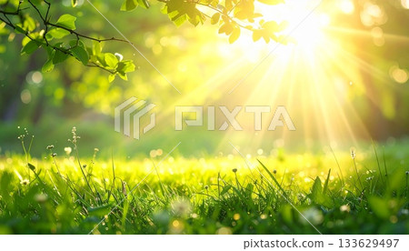 明亮的自然背景，春日的陽光傾瀉在草地上。 133629497
