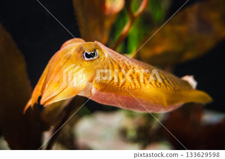 Golden cuttlefish swimming near underwater plants, showing vivid color patterns and detailed body texture 133629598
