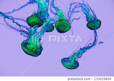 Glowing blue and green jellyfish drifting underwater on a soft purple background Glowing blue and green jellyfish drifting underwater on a soft purple background 133629604