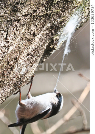 Long-tailed tit collecting nesting material Long-tailed tit collecting nesting material 133629784