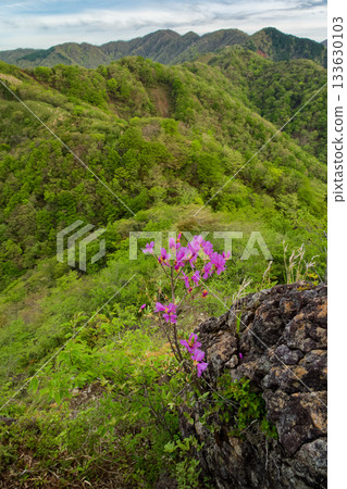View of the Mitsuba azalea flowers and fresh greenery on the Tanzawa Omote Ridge and Mount Tonodake View of the Mitsuba azalea flowers and fresh greenery on the Tanzawa Omote Ridge and Mount Tonodake 133630103