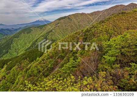 Mount Tonodake and Mount Fuji seen from the fresh green of the Tanzawa Omote Ridge 133630109