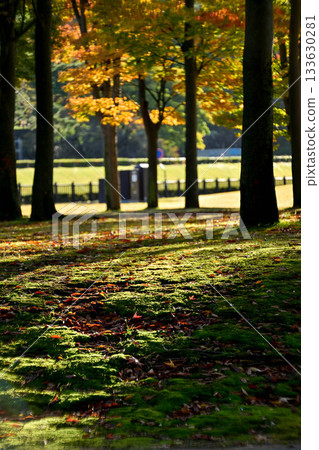 Autumn leaves of Shiinoki Guest House Autumn leaves of Shiinoki Guest House 133630281
