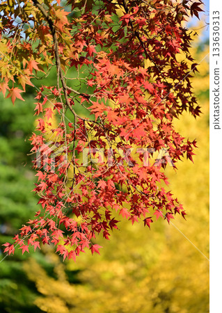 五福公園的秋葉 133630313