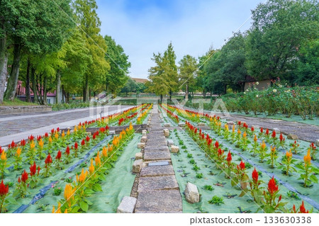 秋日公園景色，盛開的雞冠花美不勝收。 133630338