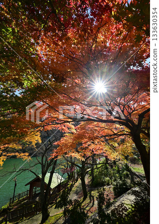 莊川水紀念公園的秋葉 133630354