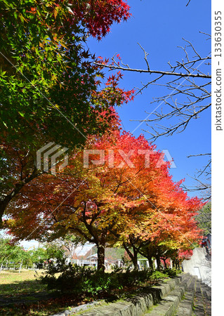 莊川水紀念公園的秋葉 133630355