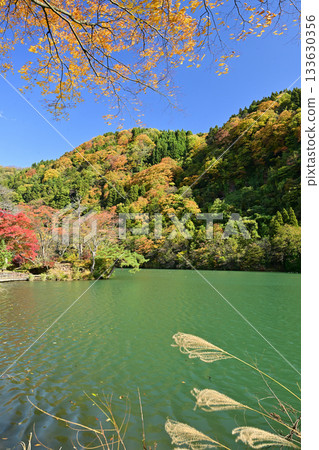 莊川水紀念公園的秋葉 莊川水紀念公園的秋葉 133630356