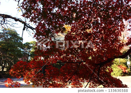 Maple trees at Fukuzo-in Temple bathed in sunlight on a sunny day (2) 133630388