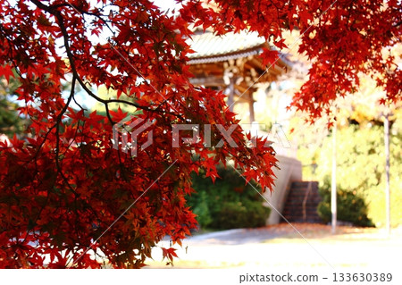 Maple trees at Fukuzo-in Temple bathed in sunlight on a sunny day (3) 133630389