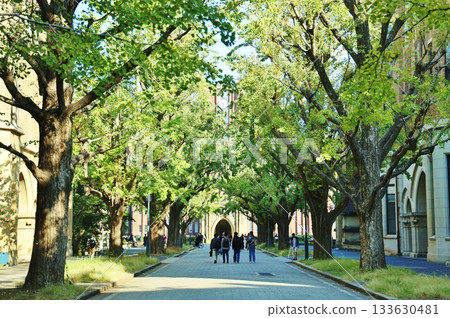 東京大學銀杏大道 133630481