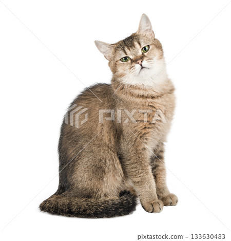 Cute brown cat with green eyes isolated on white background 133630483
