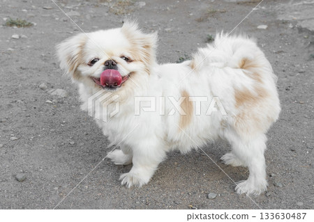 A cute white Pekingese dog A cute white Pekingese dog 133630487