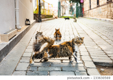 Stray cats roaming a cobblestone alley in a sunlit urban setting 133630569