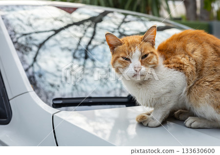 Orange and white cat sitting on a car hood in a relaxed pose 133630600