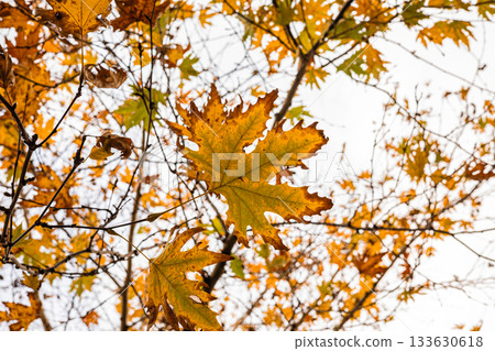 Autumn maple leaves against clear sky showcasing vibrant fall colors and natural beauty 133630618
