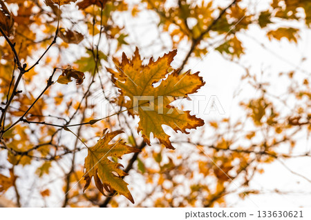 Autumn oak leaves in a vibrant fall landscape Autumn oak leaves in a vibrant fall landscape 133630621