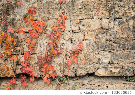 Red autumn vines on rustic stone wall in natural setting Red autumn vines on rustic stone wall in natural setting 133630635