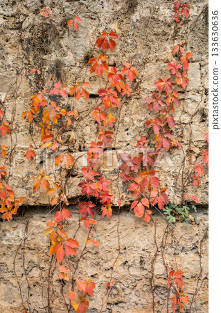 Autumn ivy on rustic stone wall with vibrant red leaves Autumn ivy on rustic stone wall with vibrant red leaves 133630636