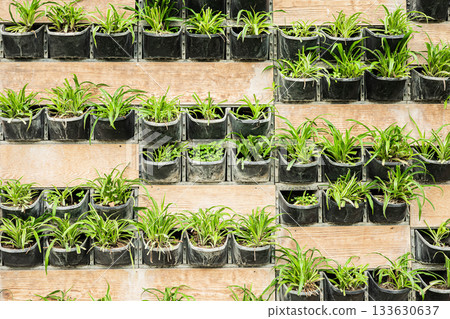 Wall-mounted vertical garden with green plants in black pots on wooden panels Wall-mounted vertical garden with green plants in black pots on wooden panels 133630637