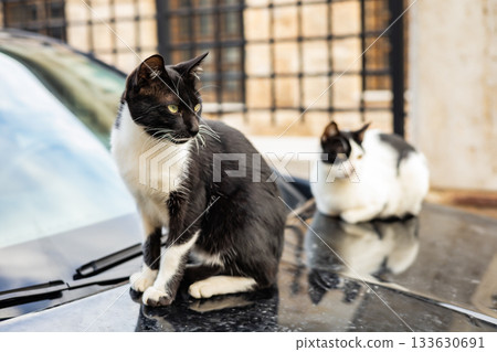 Two cats relax on car hood in urban setting 133630691