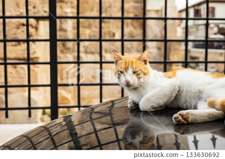 Relaxed orange-and-white cat lounging on a car roof near a rustic stone wall Relaxed orange-and-white cat lounging on a car roof near a rustic stone wall 133630692