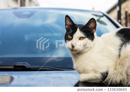 Black and white cat relaxing on car hood outdoors Black and white cat relaxing on car hood outdoors 133630693