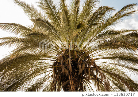 Majestic palm tree against a bright sky with sunlight filtering through leaves Majestic palm tree against a bright sky with sunlight filtering through leaves 133630717