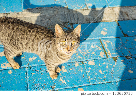Striped cat with yellow eyes on weathered blue tiles looking up Striped cat with yellow eyes on weathered blue tiles looking up 133630733