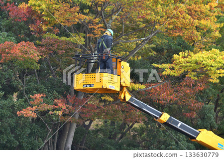 Tree felling in parks, environmental conservation and safety measures, public works Tree felling in parks, environmental conservation and safety measures, public works 133630779
