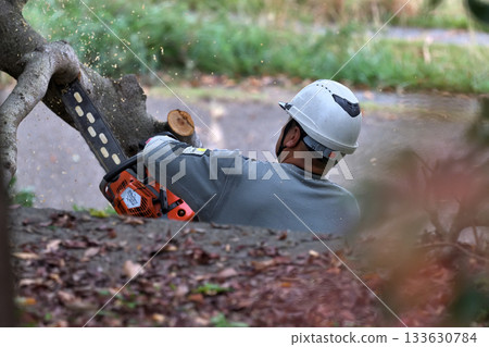 Trees in parks cut down with chainsaws, environmental conservation and safety measures, public works 133630784