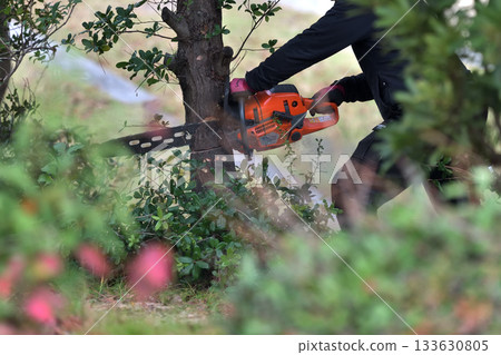 Trees in parks cut down with chainsaws, environmental conservation and safety measures, public works Trees in parks cut down with chainsaws, environmental conservation and safety measures, public works 133630805