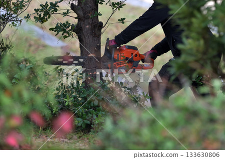 Trees in parks cut down with chainsaws, environmental conservation and safety measures, public works Trees in parks cut down with chainsaws, environmental conservation and safety measures, public works 133630806