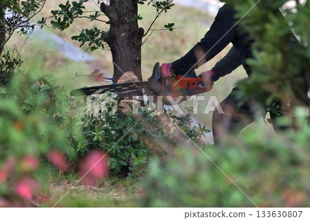 公園裡的樹木被電鋸砍伐,環境保護和安全措施,公共工程 公園裡的樹木被電鋸砍伐,環境保護和安全措施,公共工程 133630807