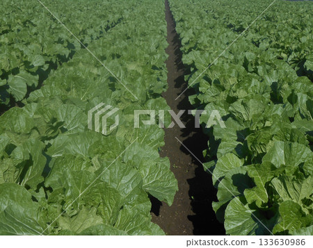 收穫時節的白菜田景色 133630986