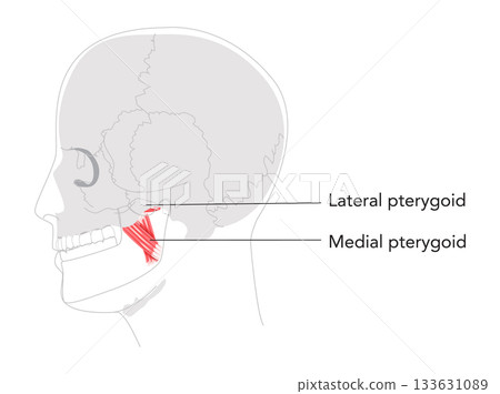 Lateral Medial pterygoid - Human chewing muscle depicted in labeled diagram, facilitates mandibular protrusion 133631089