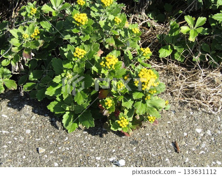 海葵的黃色花朵和花海葵在桂川海灘的長廊上 133631112