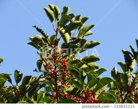 日本銀葉樹鮮紅的漿果 133631115