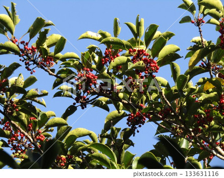 Bright red berries of the Japanese silverleaf 133631116