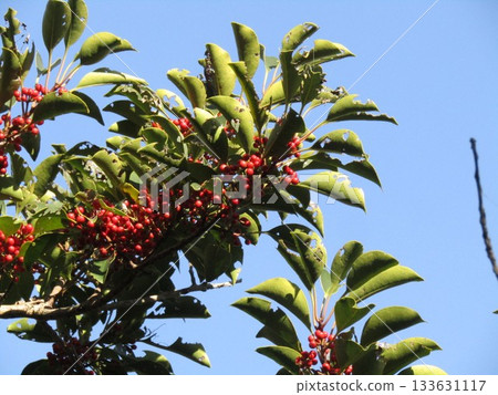 Bright red berries of the Japanese silverleaf 133631117