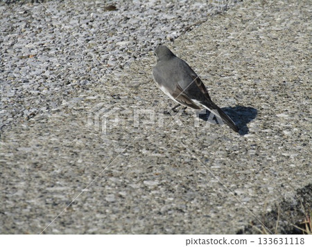 A walk around Kemigawa Beach to see the village's wild bird, the White Wagtail 133631118