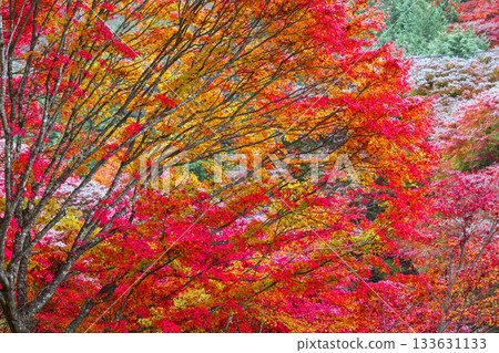 Lake Maple in Autumn 133631133