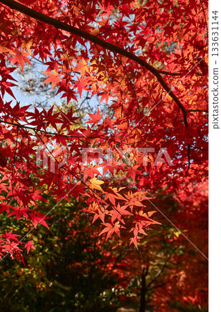 Lake Maple in Autumn 133631144