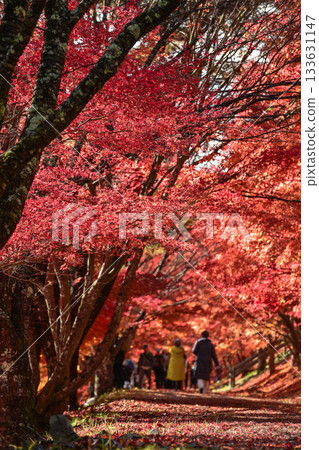 秋日湖畔楓樹 秋日湖畔楓樹 133631147