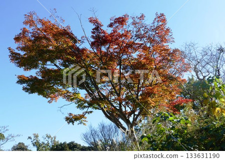 公園的秋天 133631190