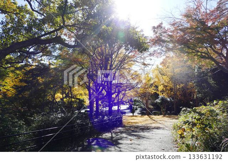 公園的秋天 133631192