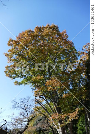 公園的秋天 133631461