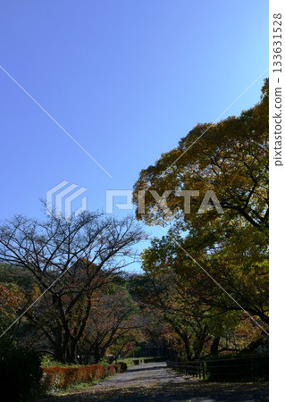Fall of the park Fall of the park 133631528