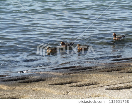 冬季候鳥，赤頸鴨，游向凱米加瓦濱的海岸。 133631768